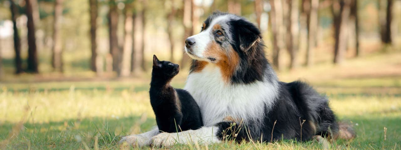 A cat and a dog laying next to each other in the grass