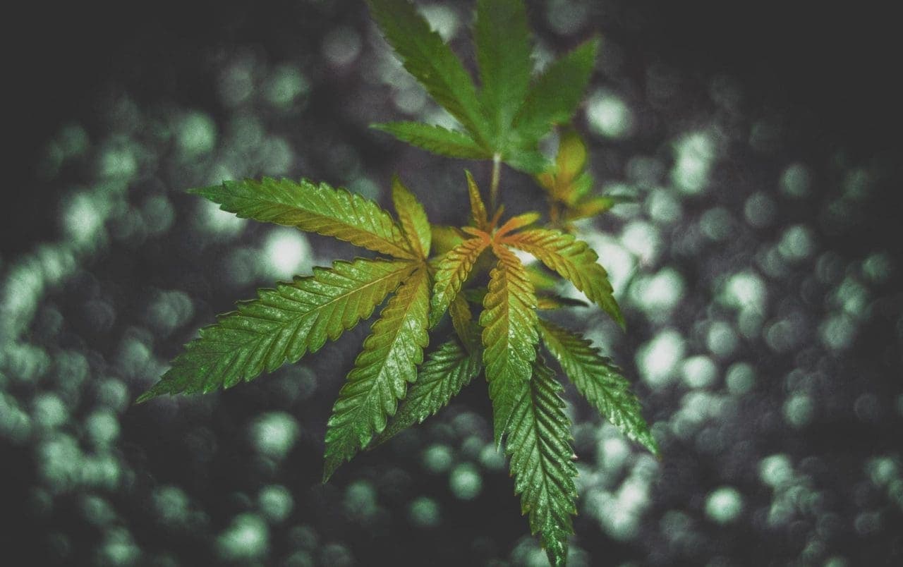 save dying cannabis plant